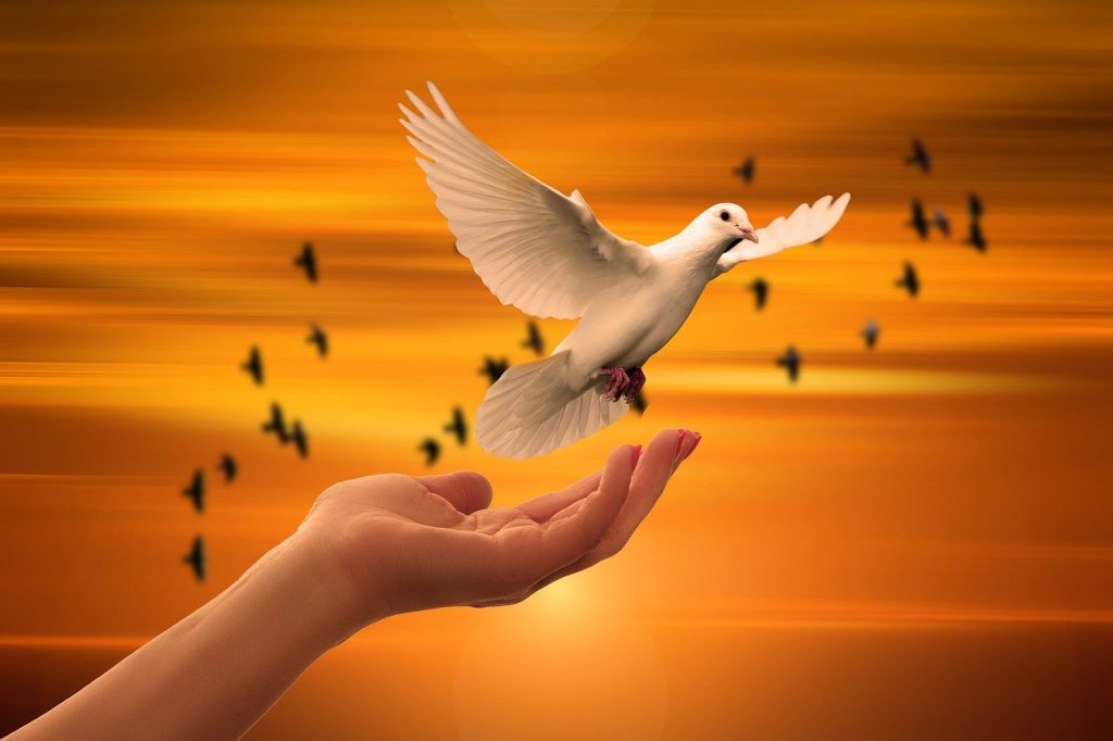 dove, hand, trust-3426159.jpg