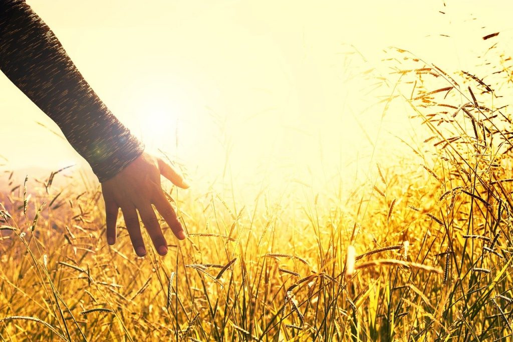 hands, grasses, sunset-2667461.jpg